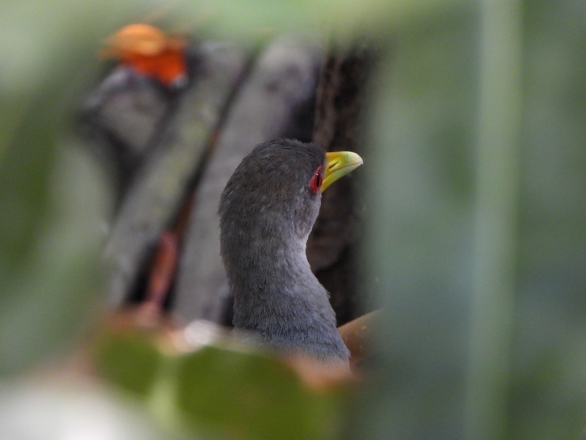 Gray-cowled Wood-Rail - ML647170183