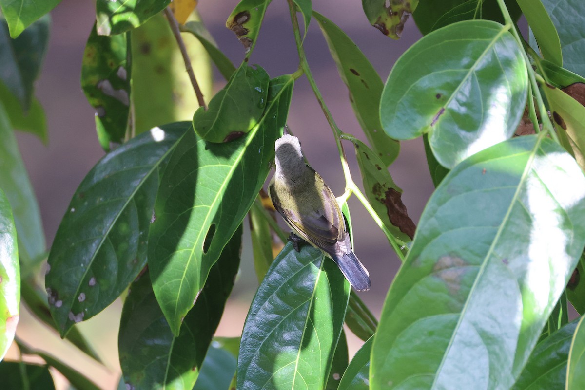 Black Sunbird (Moluccan) - ML647170200