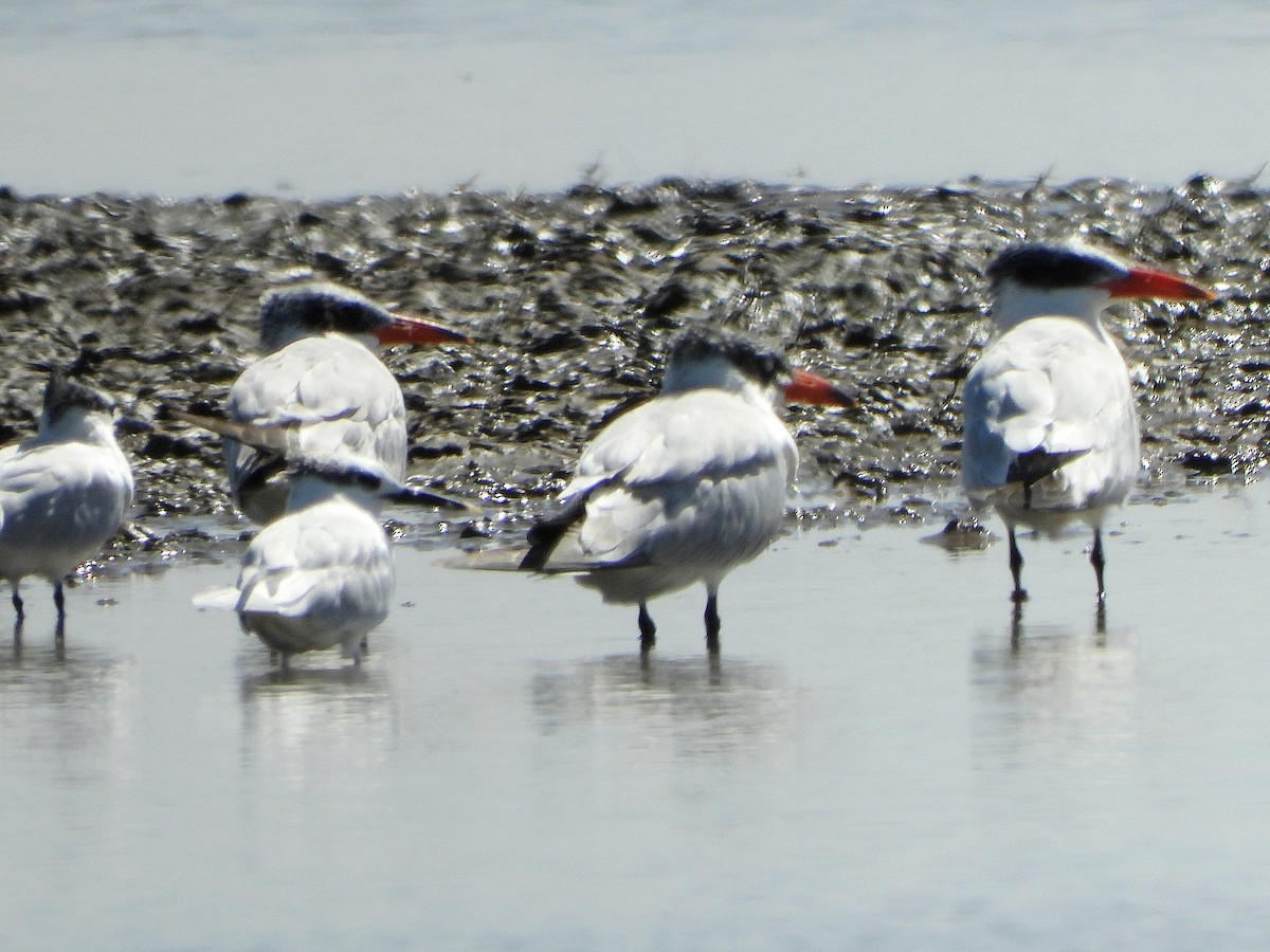 Крячок каспійський - ML647170202