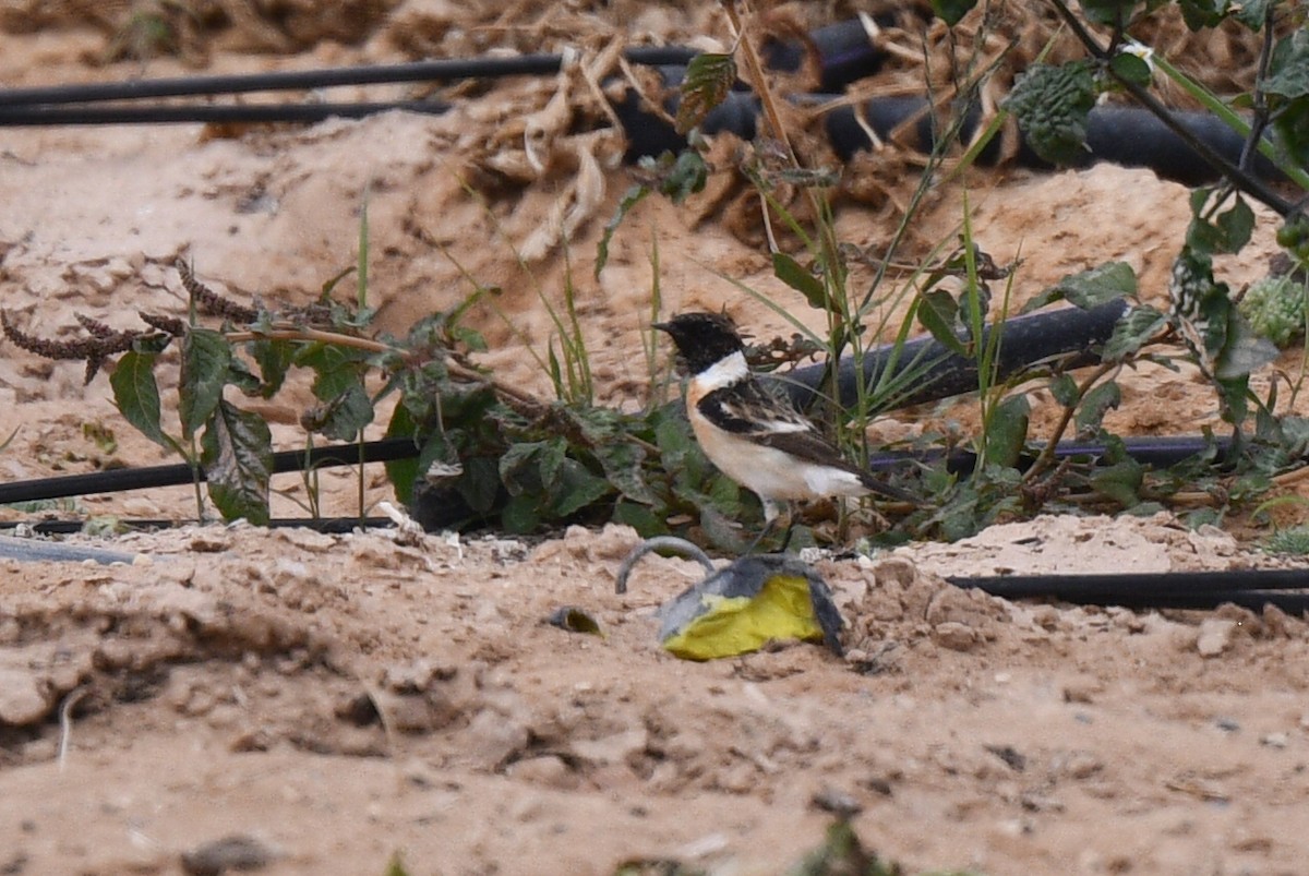 Трав'янка білошия - ML647170204