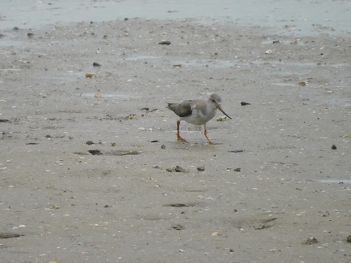 Мородунка - ML647170206