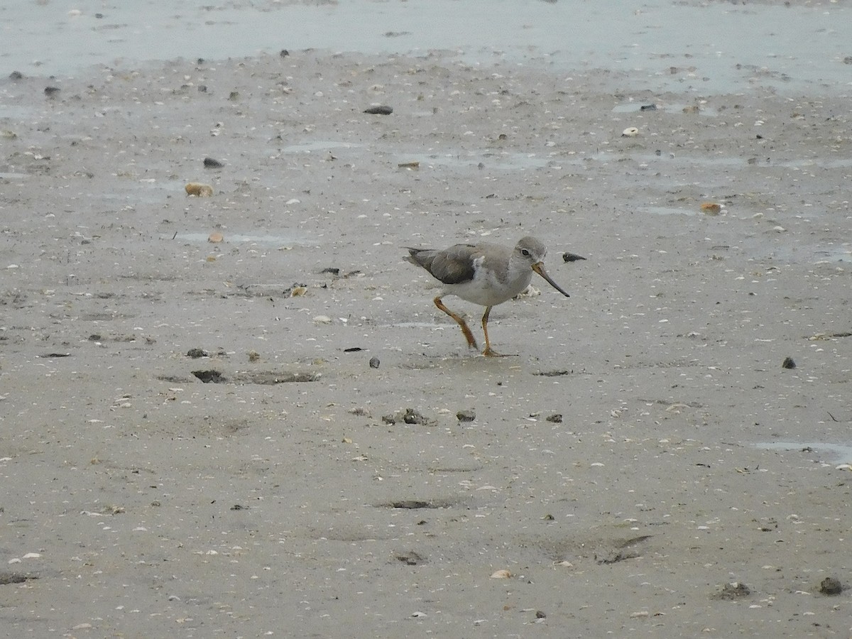 Мородунка - ML647170207