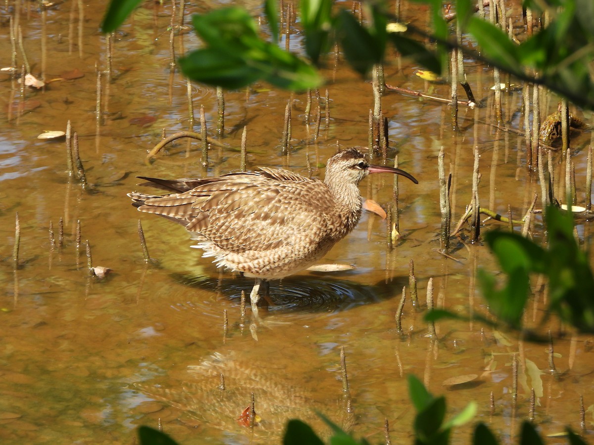 Кульон гудзонський - ML647170210