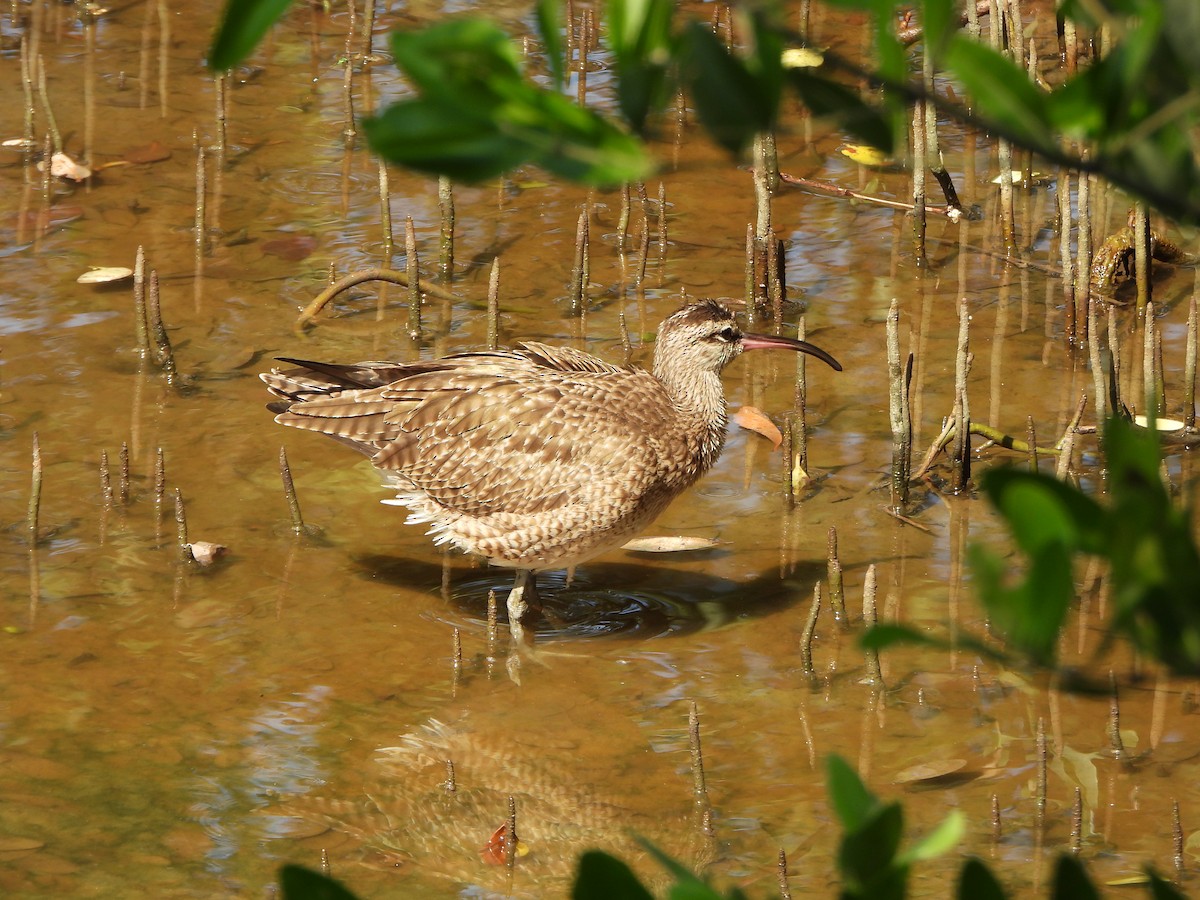 Кульон гудзонський - ML647170211