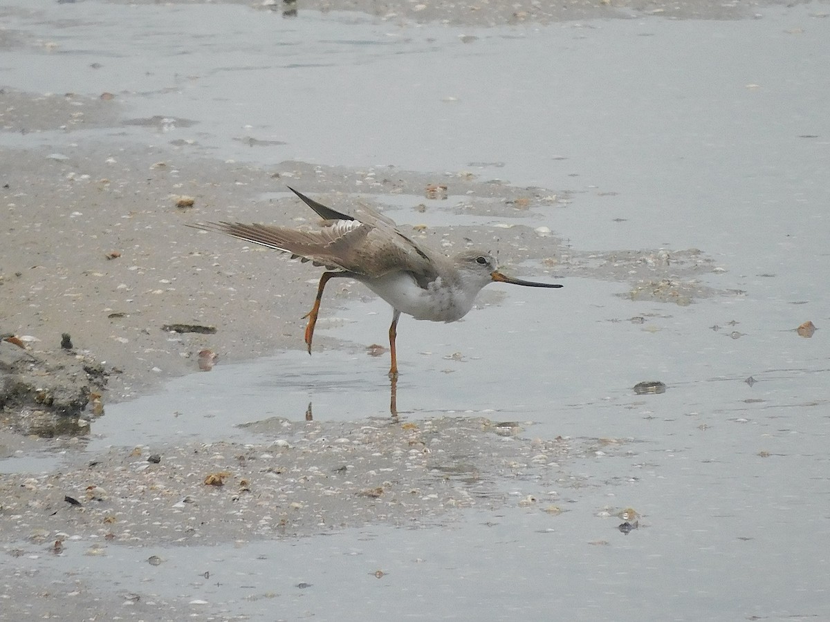 Мородунка - ML647170213