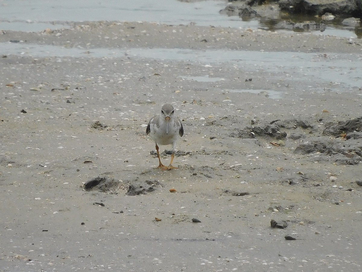 Мородунка - ML647170214