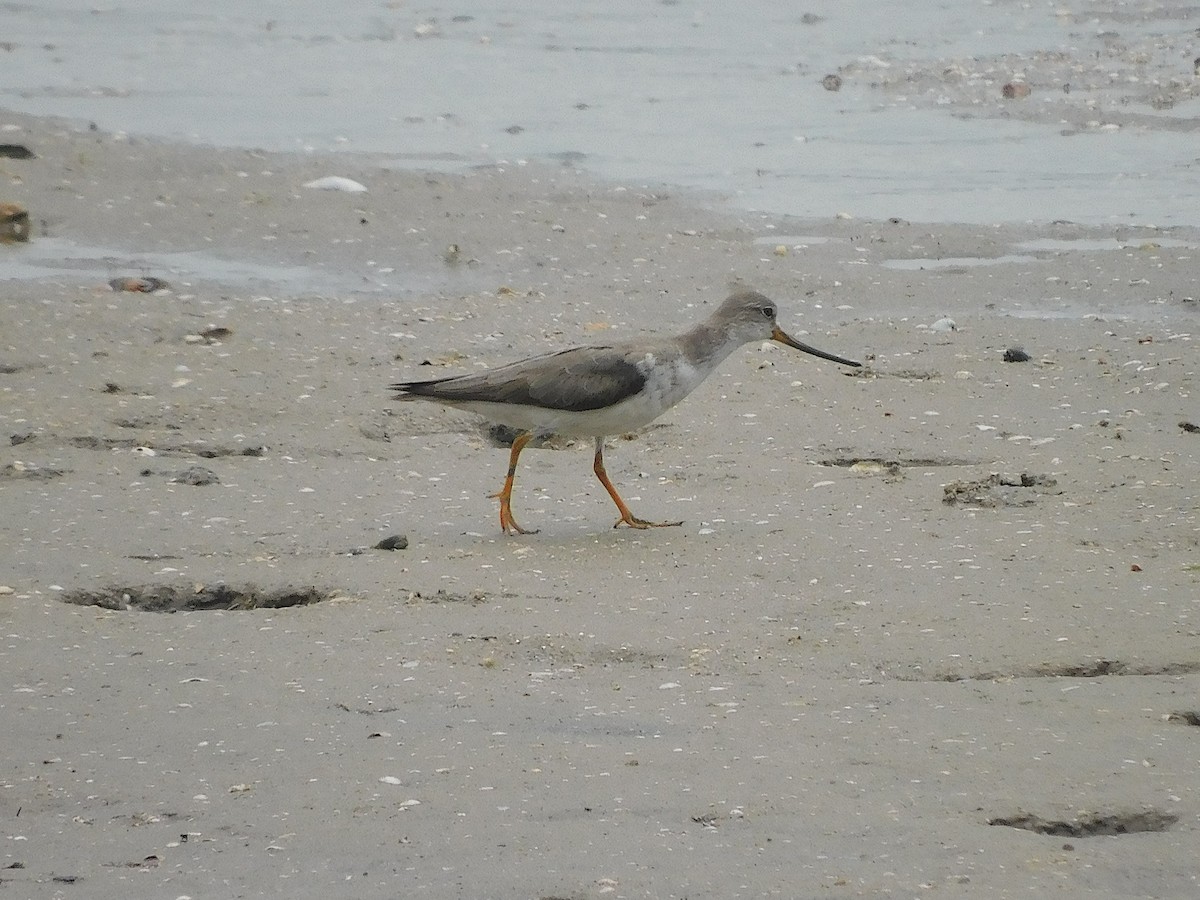 Мородунка - ML647170215