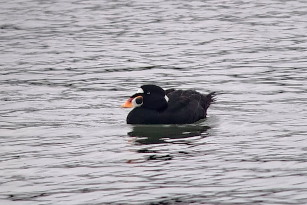 Турпан білолобий - ML647170217