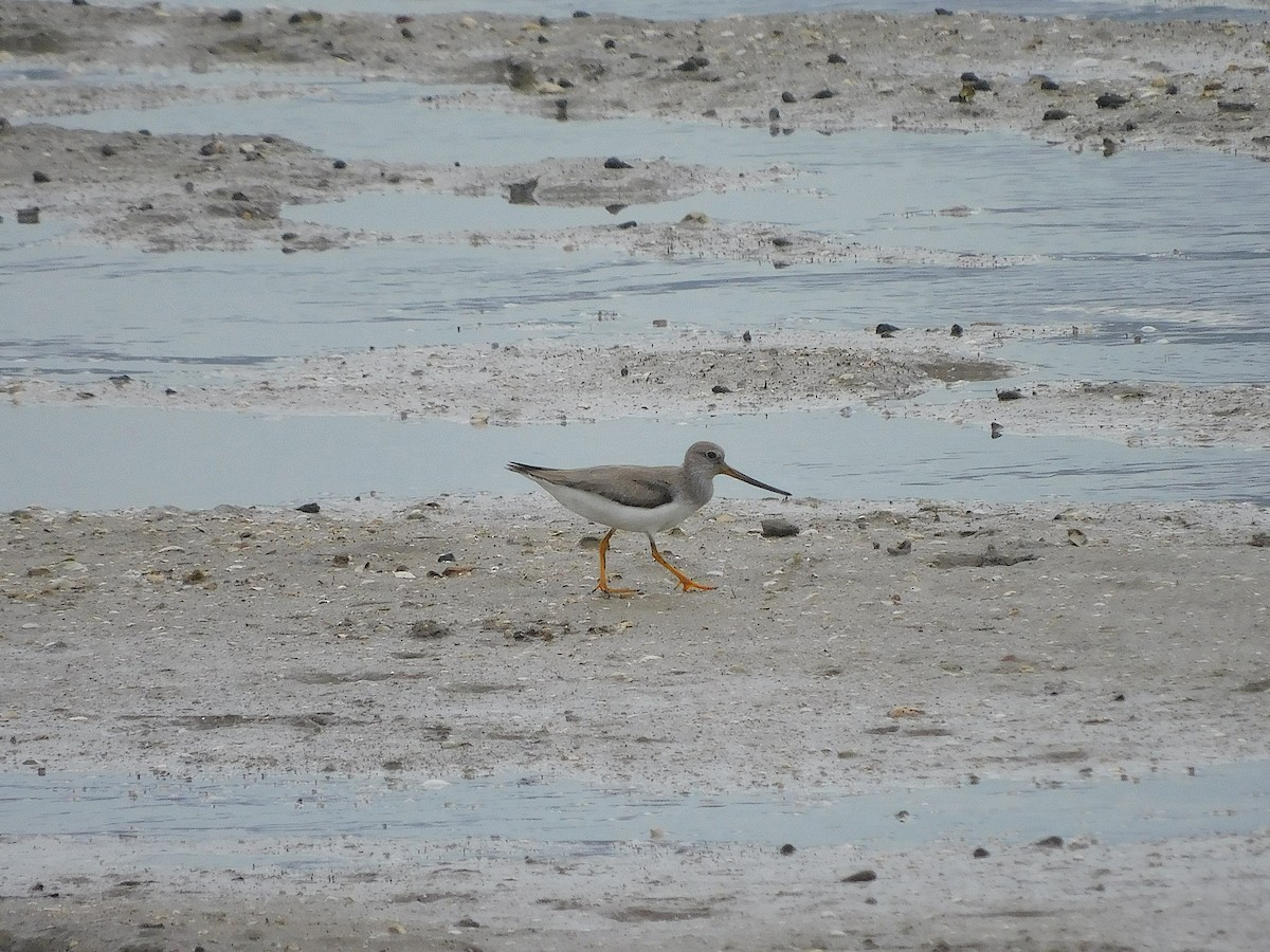 Мородунка - ML647170218