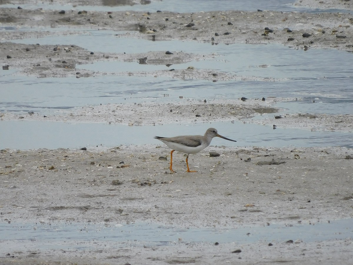 Мородунка - ML647170219