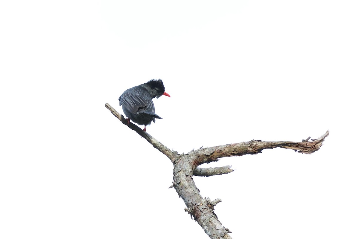 Горована гімалайська - ML647170220