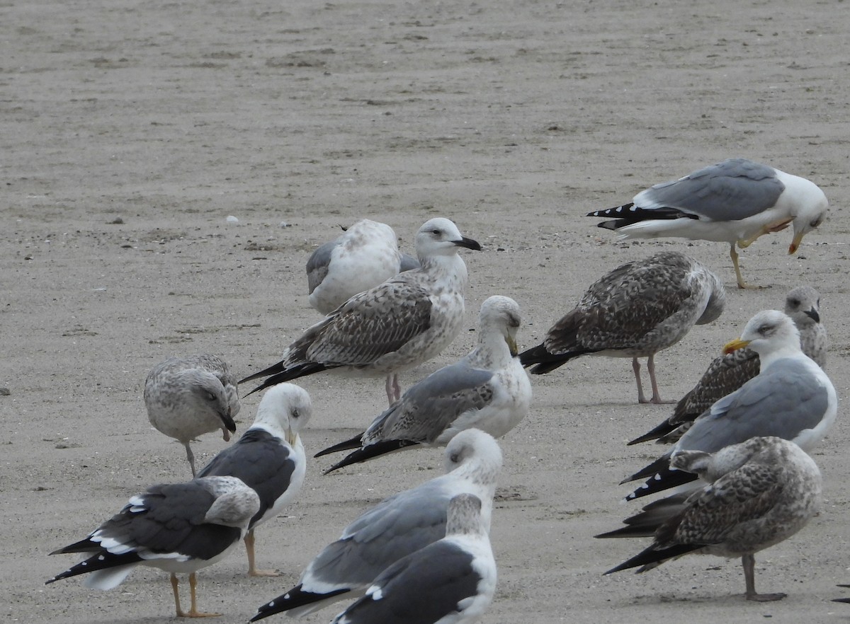 Мартин жовтоногий - ML647170221