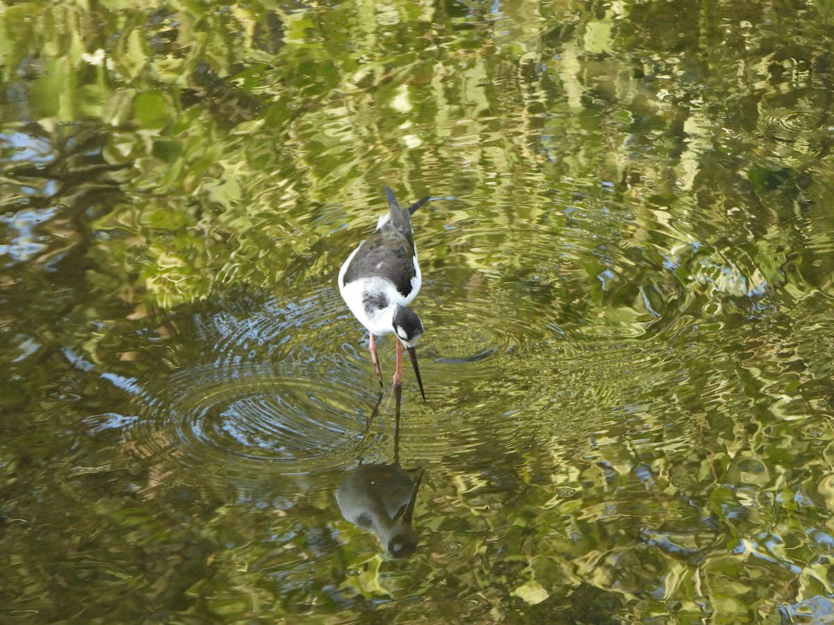 Кулик-довгоніг американський - ML647170222