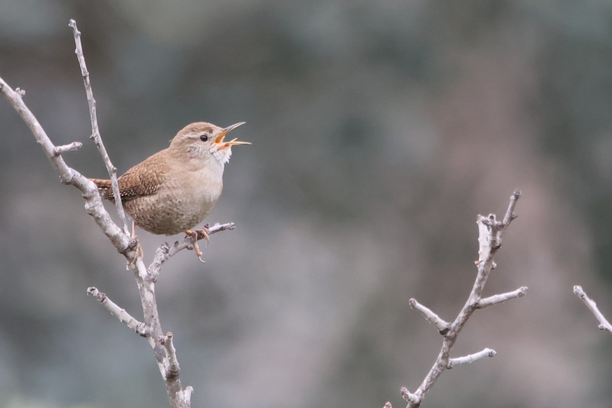 Волове очко - ML647170223