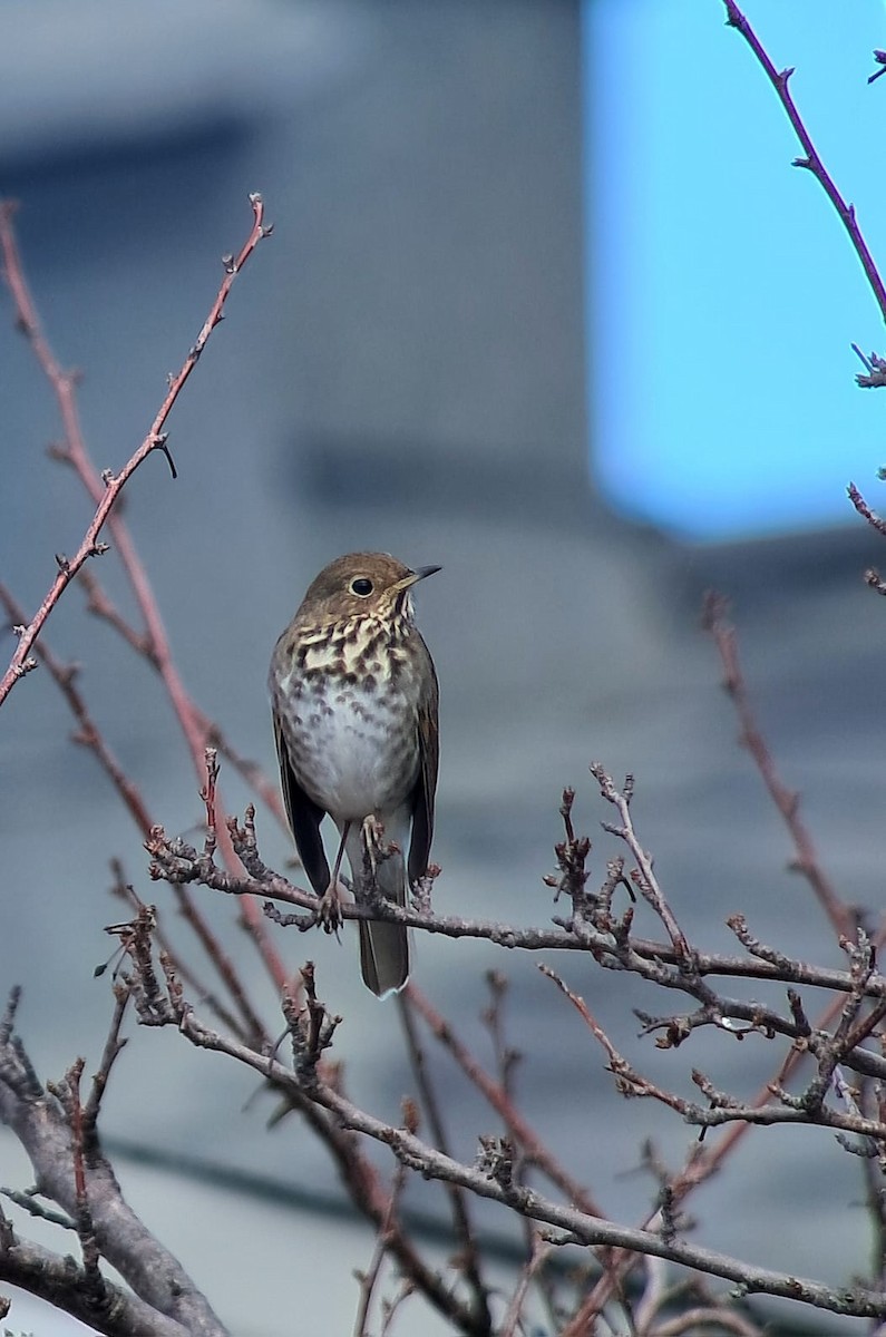 Дрізд-короткодзьоб плямистоволий - ML647170225