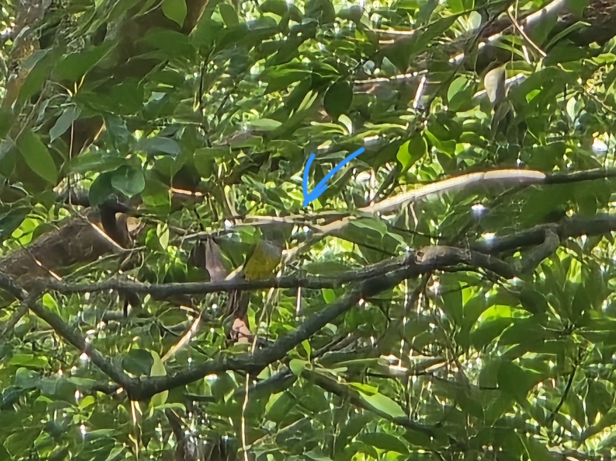 Канарниця сіроголова - ML647170226