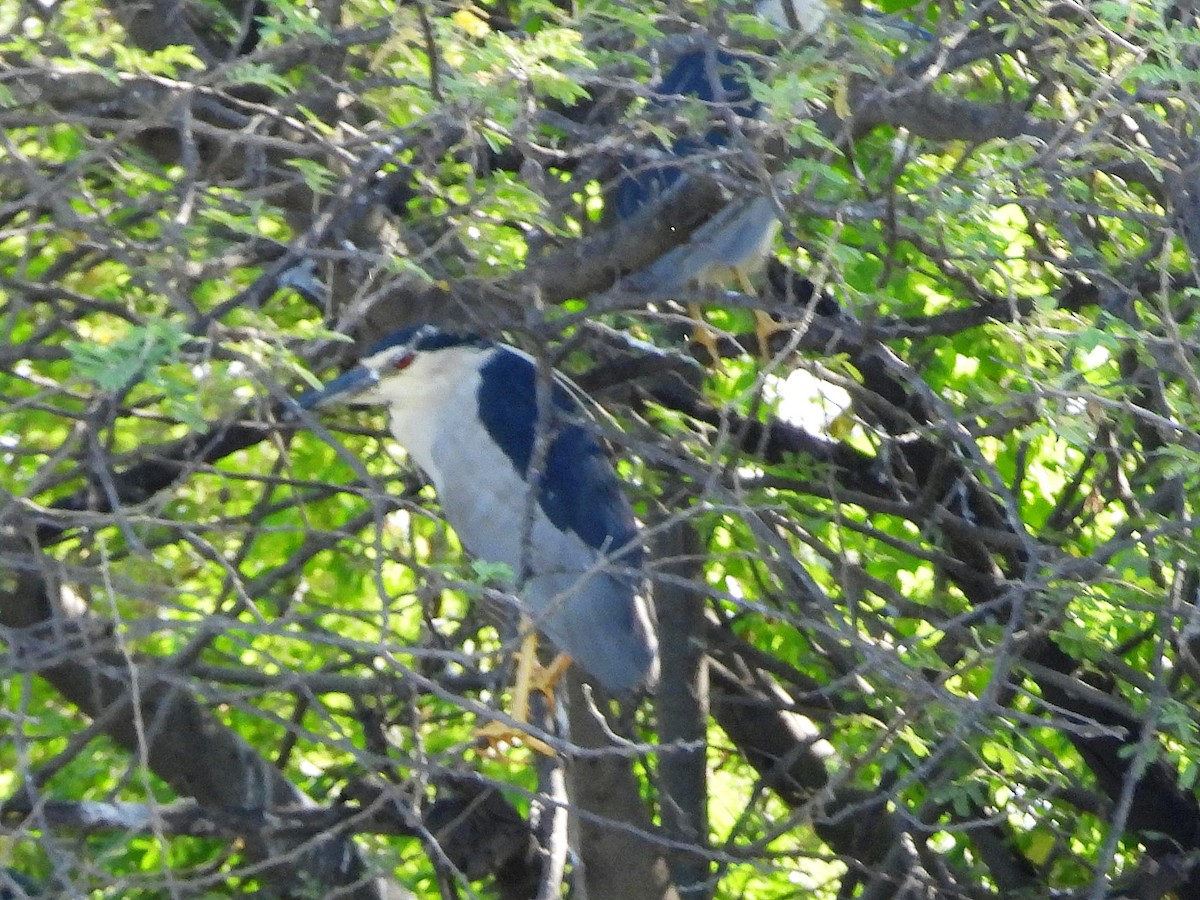 Квак звичайний - ML647170228