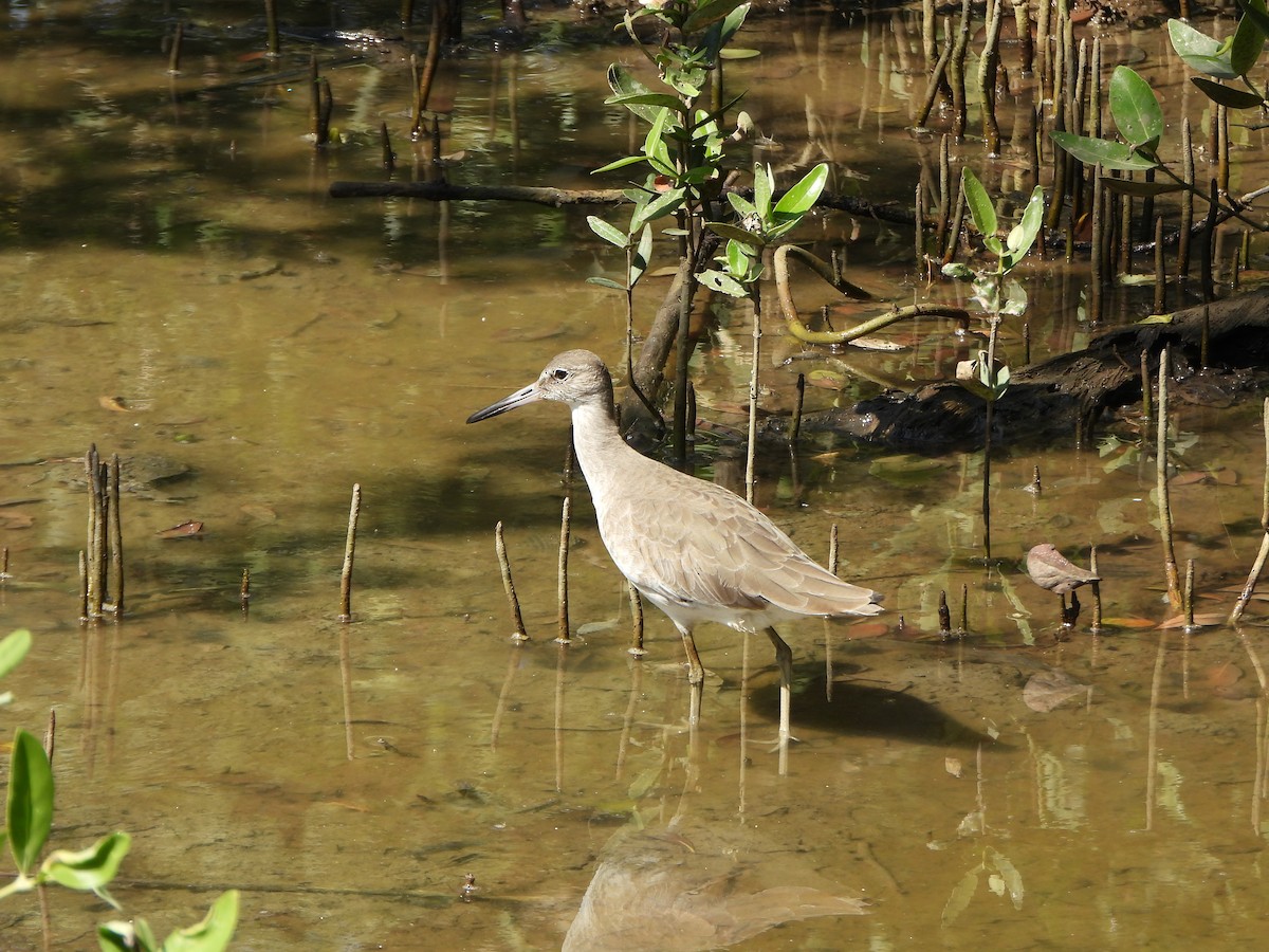 Коловодник американський - ML647170229
