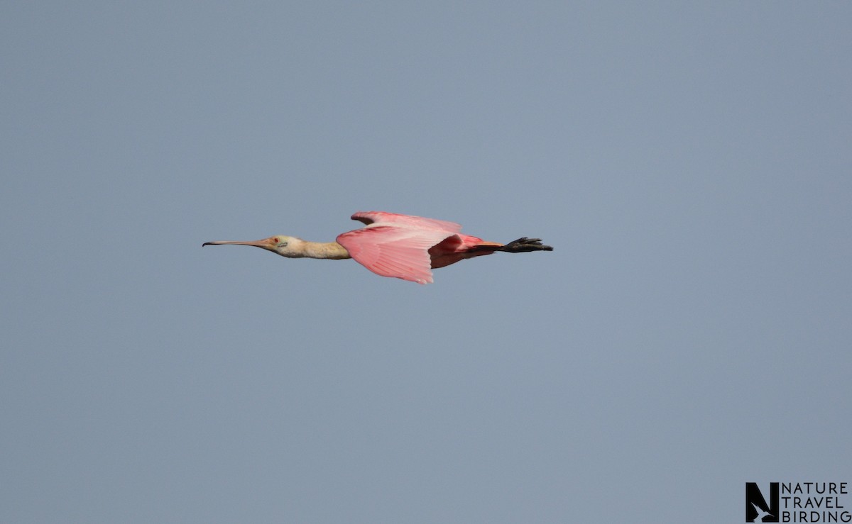 Косар рожевий - ML647170231