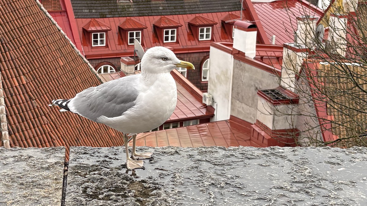 Мартин сріблястий - ML647170232