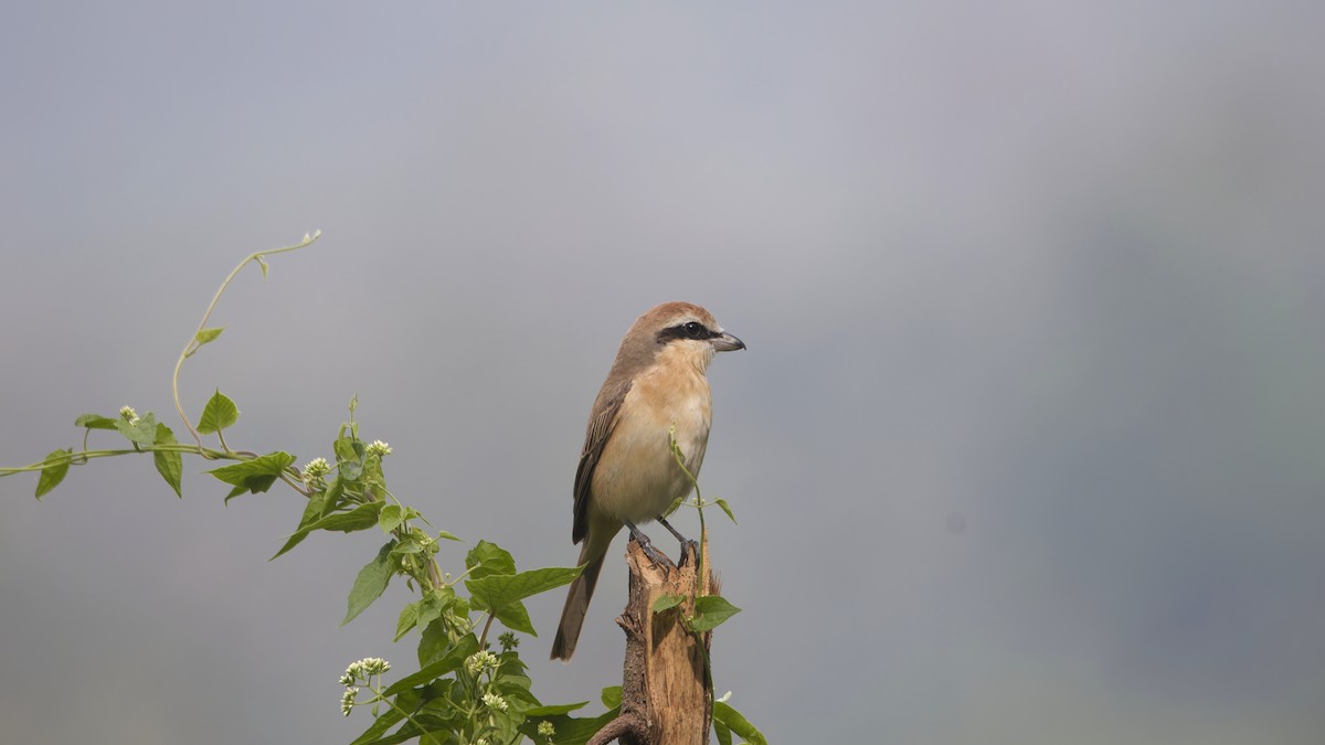 Сорокопуд сибірський - ML647170233