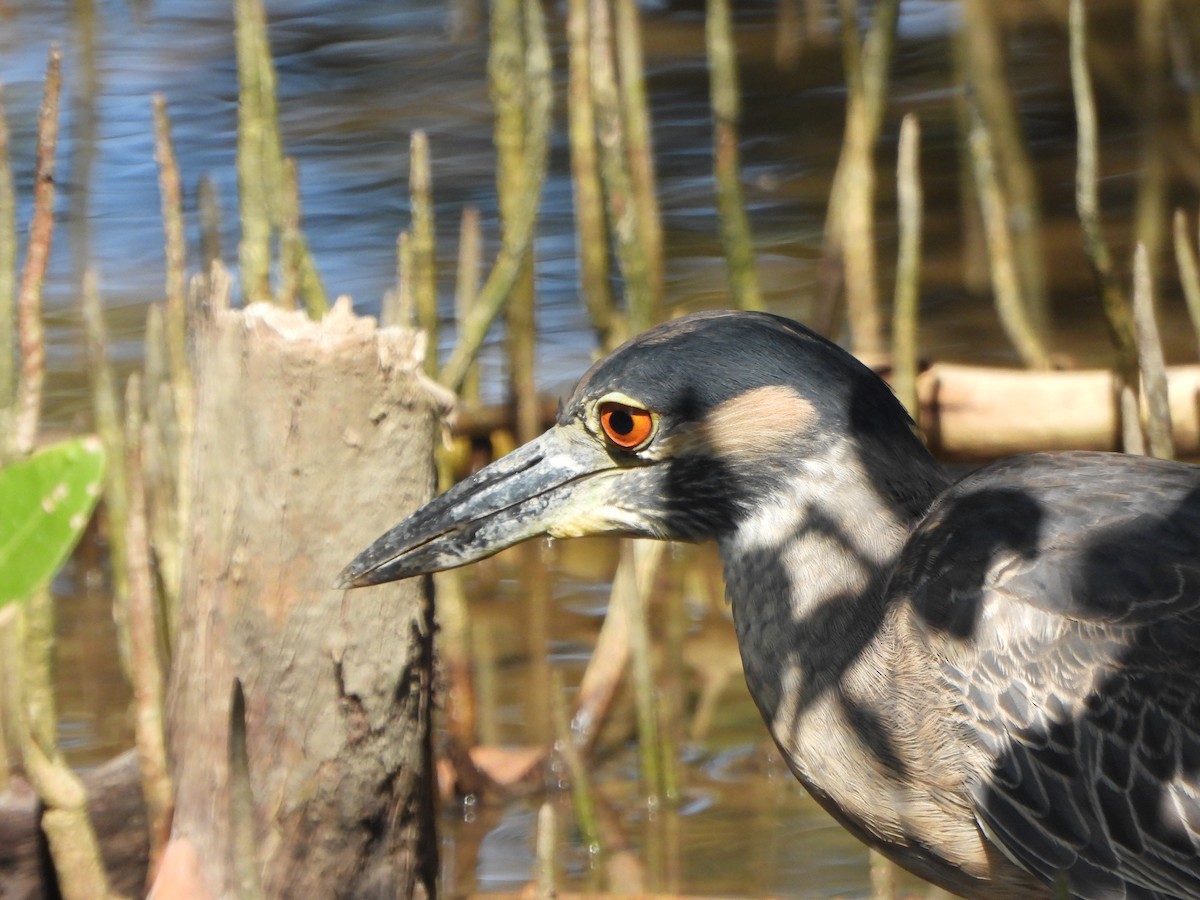 Квак чорногорлий - ML647170234