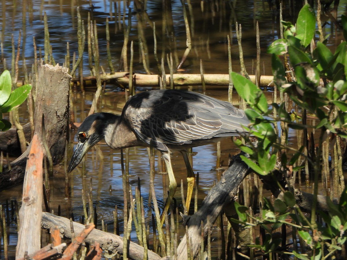 Квак чорногорлий - ML647170235