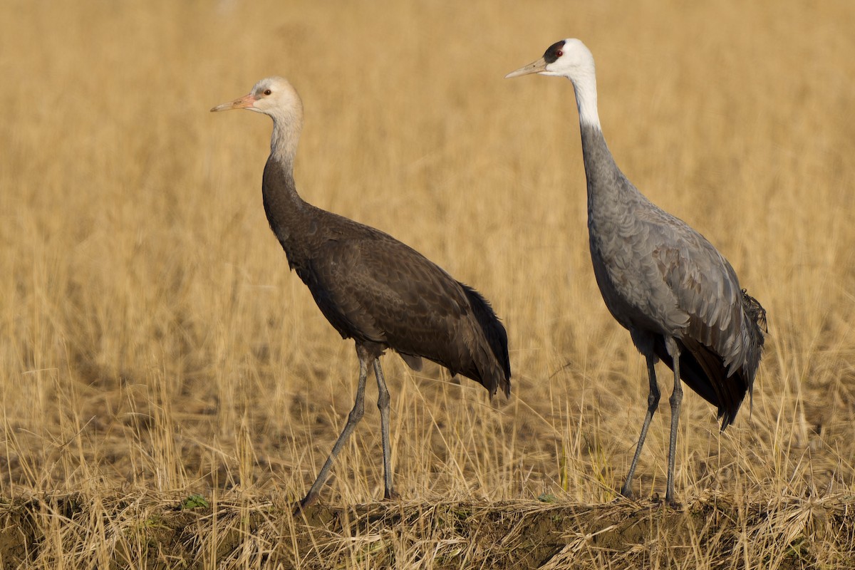 Hooded Crane - ML647170236
