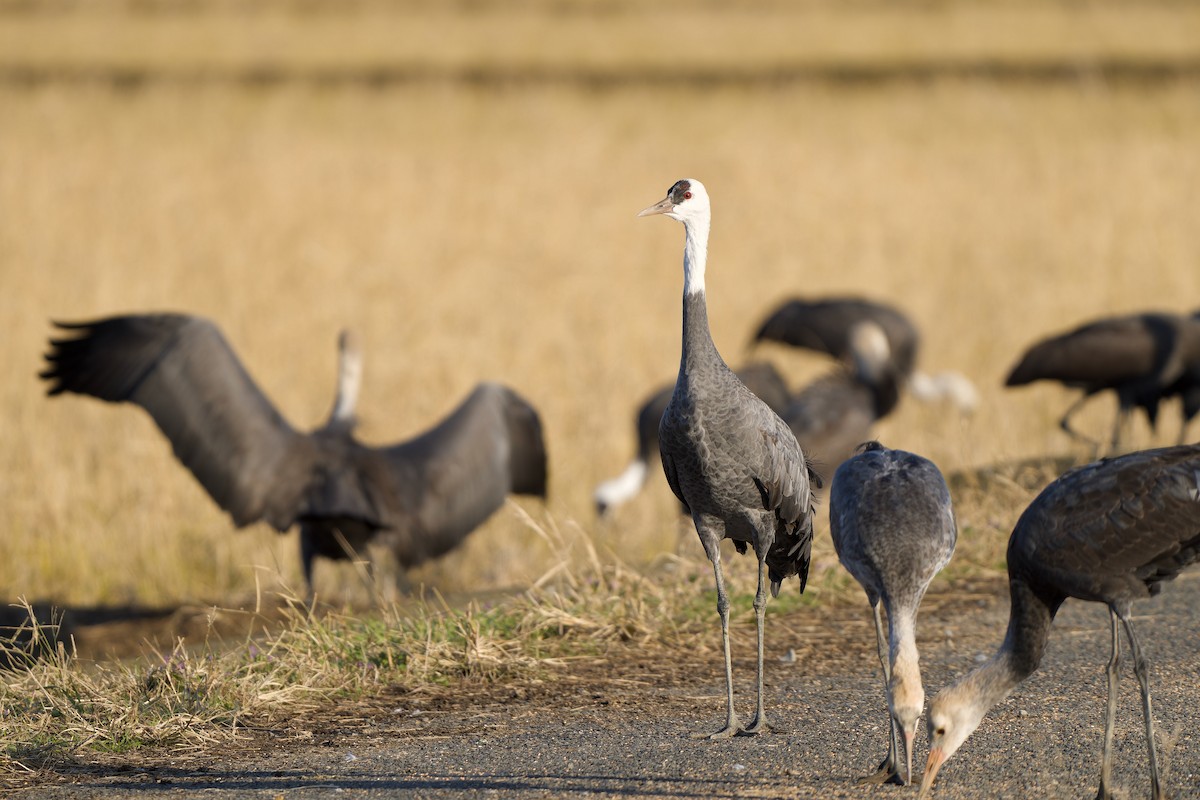 Hooded Crane - ML647170237