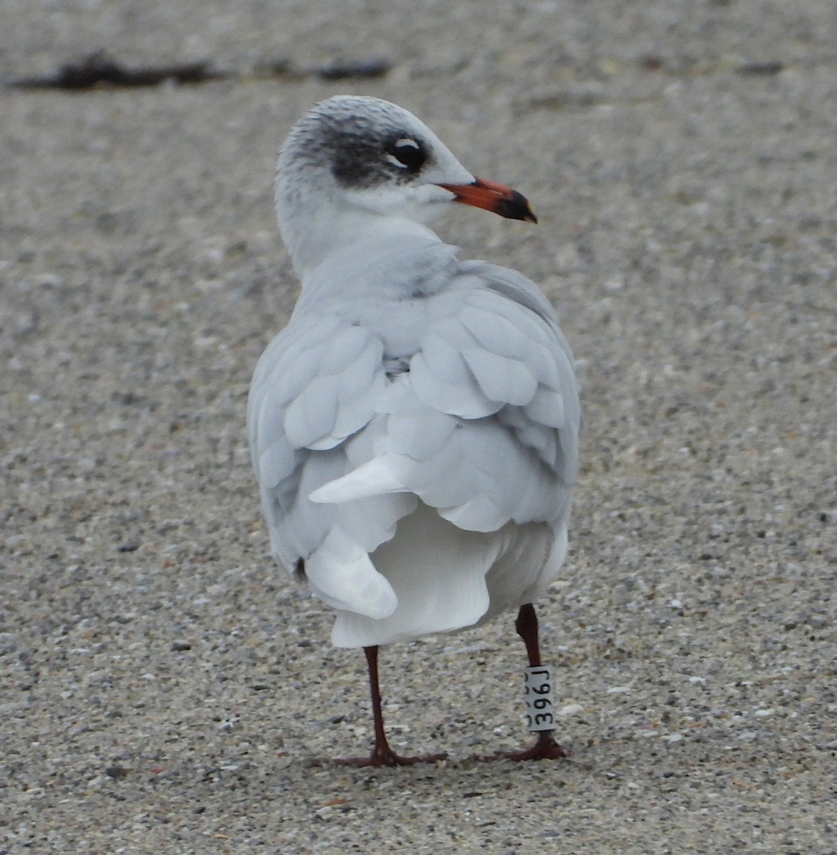 Mediterranean Gull - ML647170240