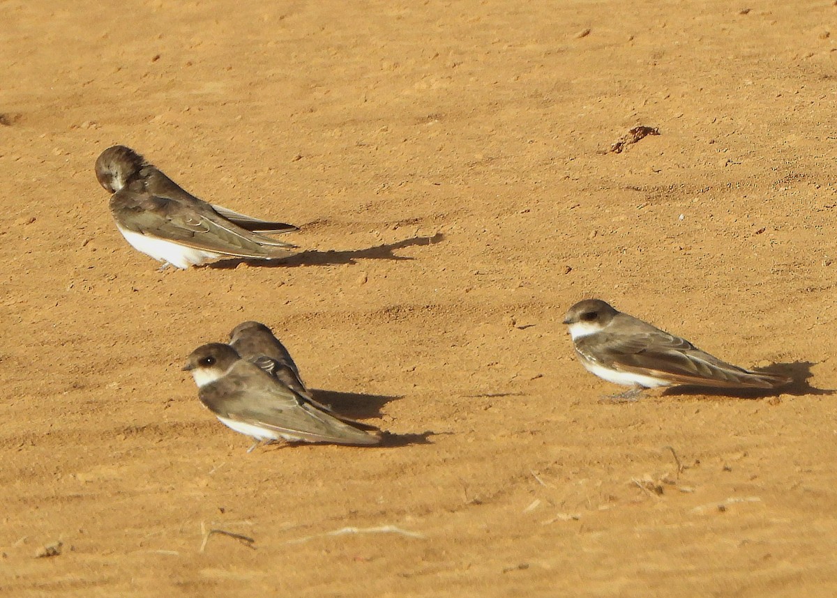 Uhalde-enara arrunta - ML647170253