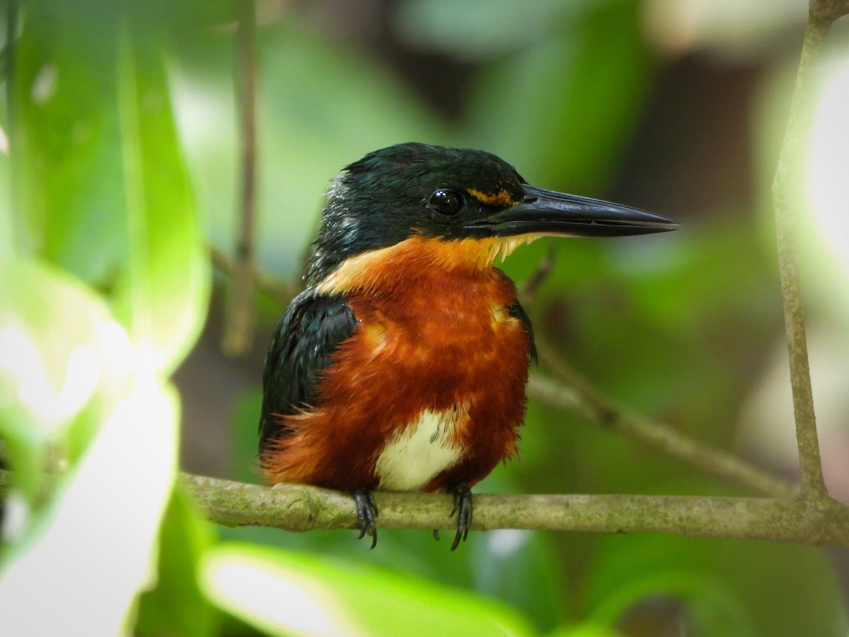 bronseisfugl - ML647170255