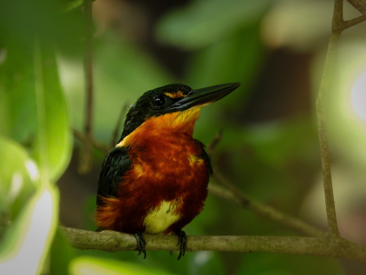 bronseisfugl - ML647170256