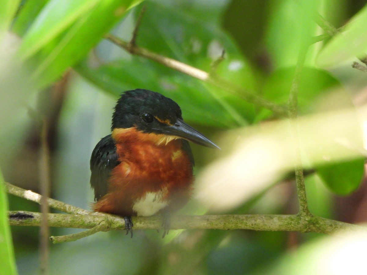 bronseisfugl - ML647170257