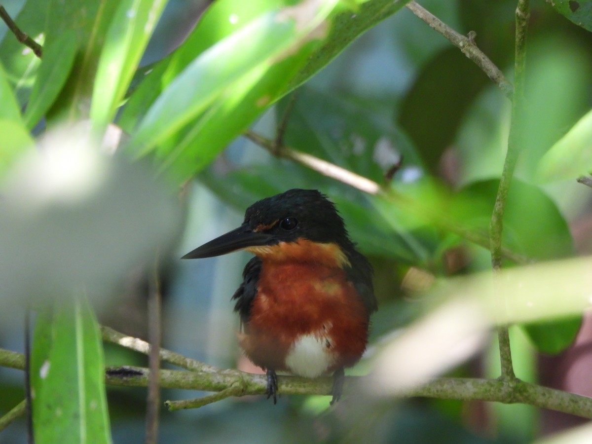 bronseisfugl - ML647170258