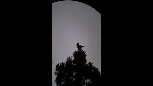 Виргинский филин - ML647170269