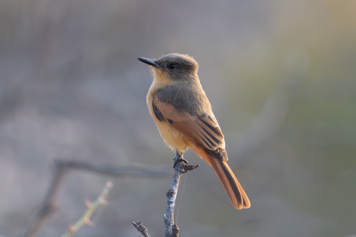 Rufous Flycatcher - ML647170270