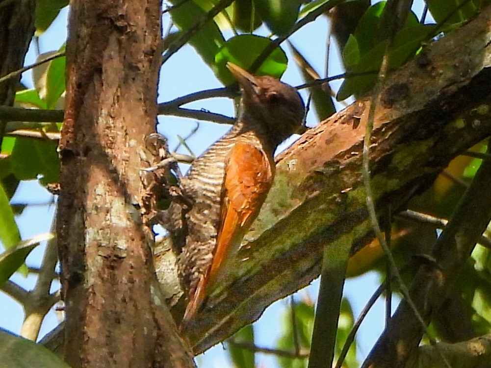 Red-rumped Woodpecker - ML647170281