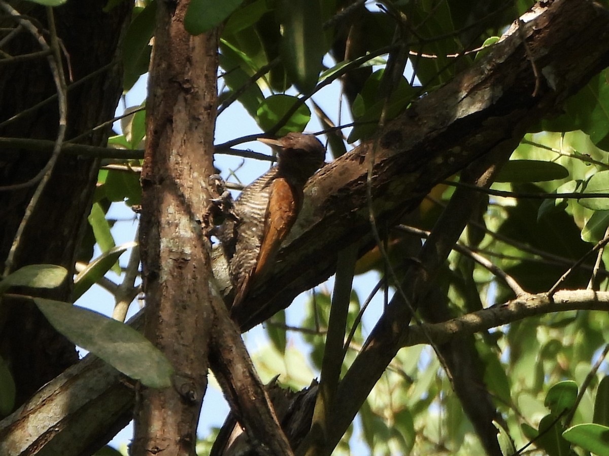Red-rumped Woodpecker - ML647170282