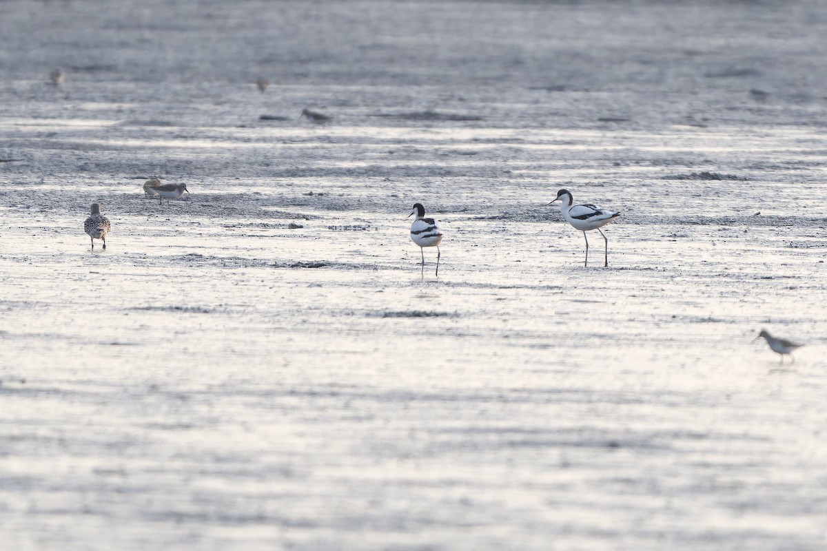 Pied Avocet - ML647170288