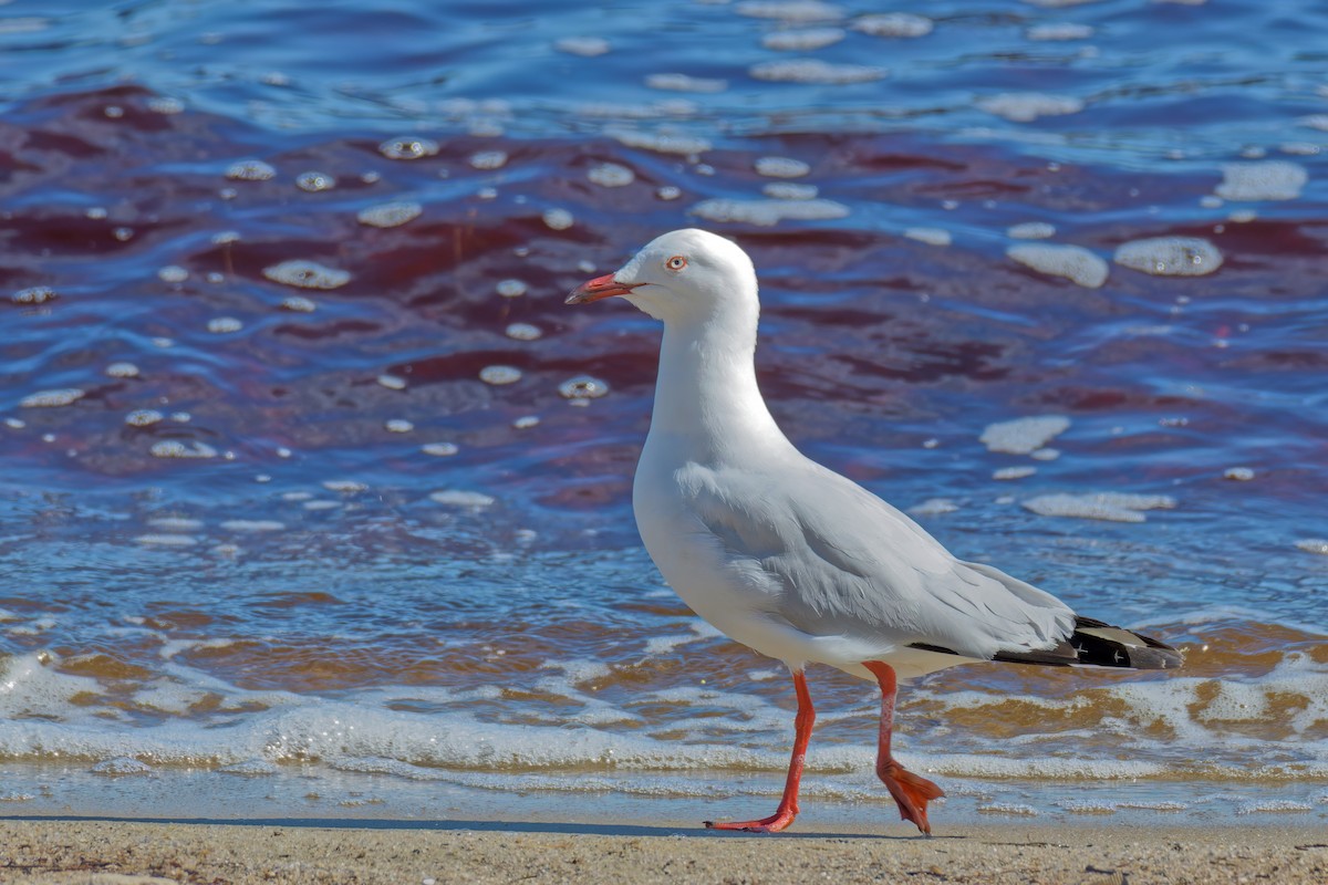 Silver Gull (Silver) - ML647170290