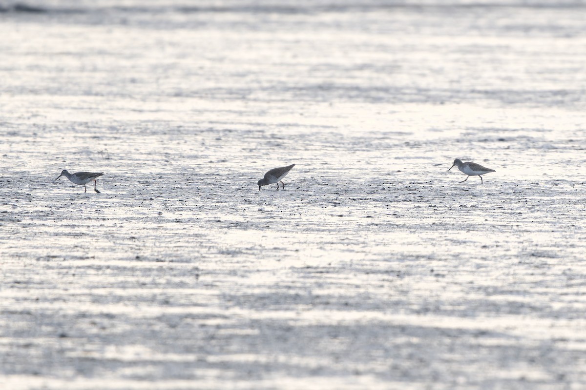 Common Redshank - ML647170293