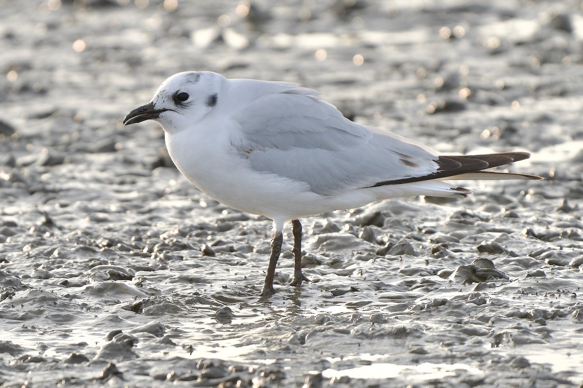 Saunders's Gull - ML647170296