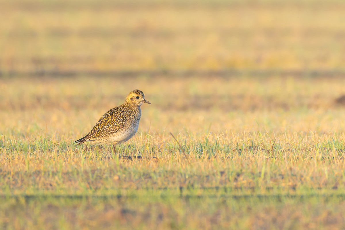 Сивка звичайна - ML647170309