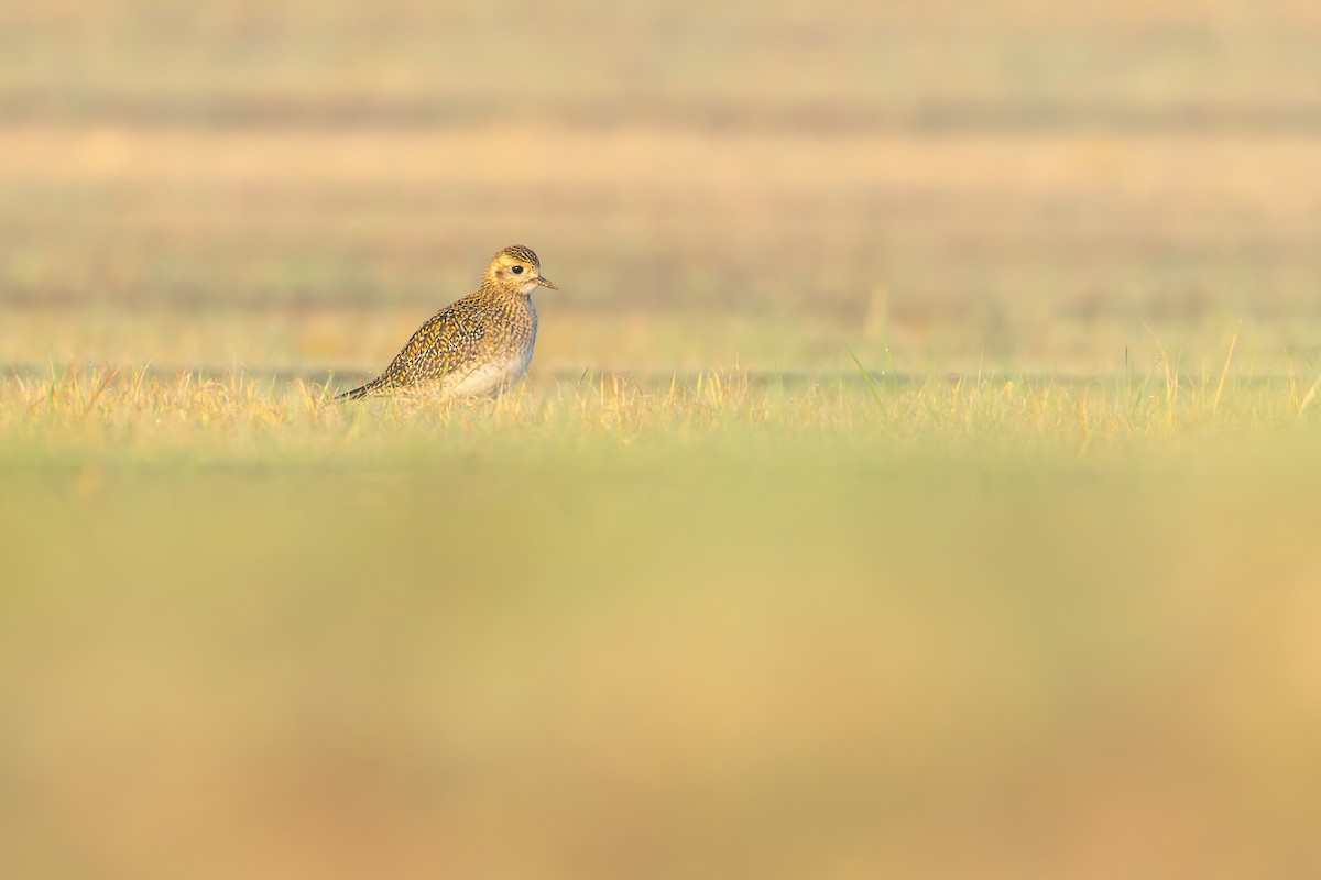 Сивка звичайна - ML647170310