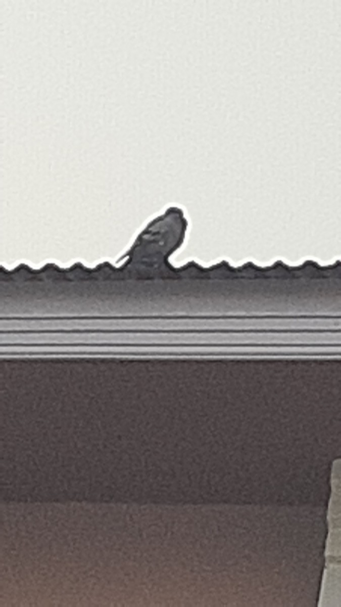 Голуб сизий (міський) - ML647170311