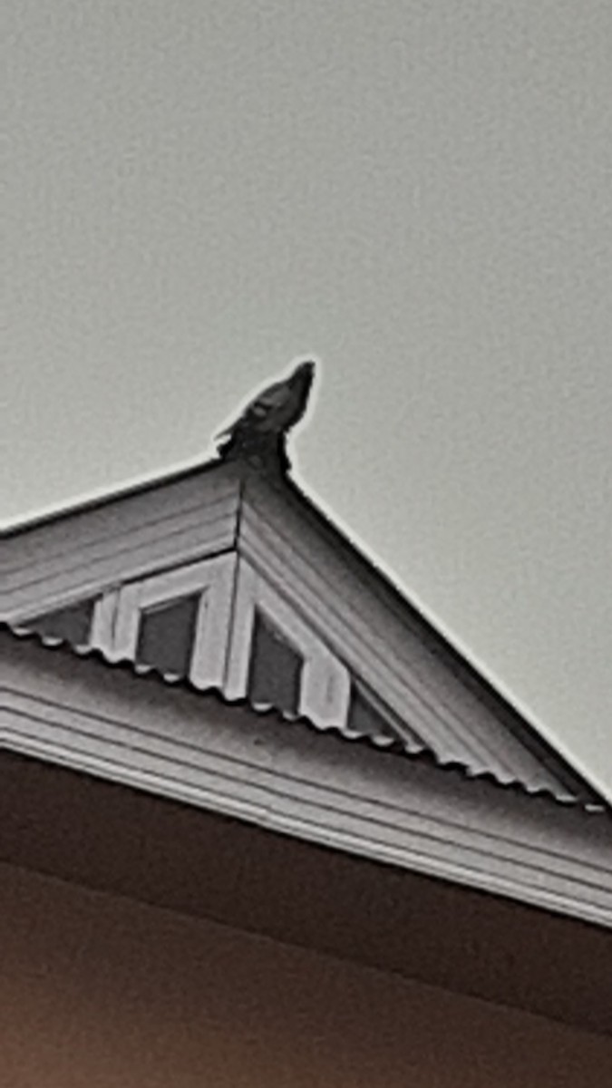 Голуб сизий (міський) - ML647170312