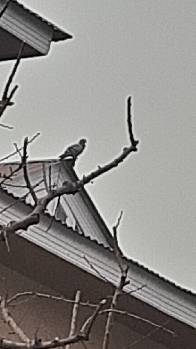 Голуб сизий (міський) - ML647170313