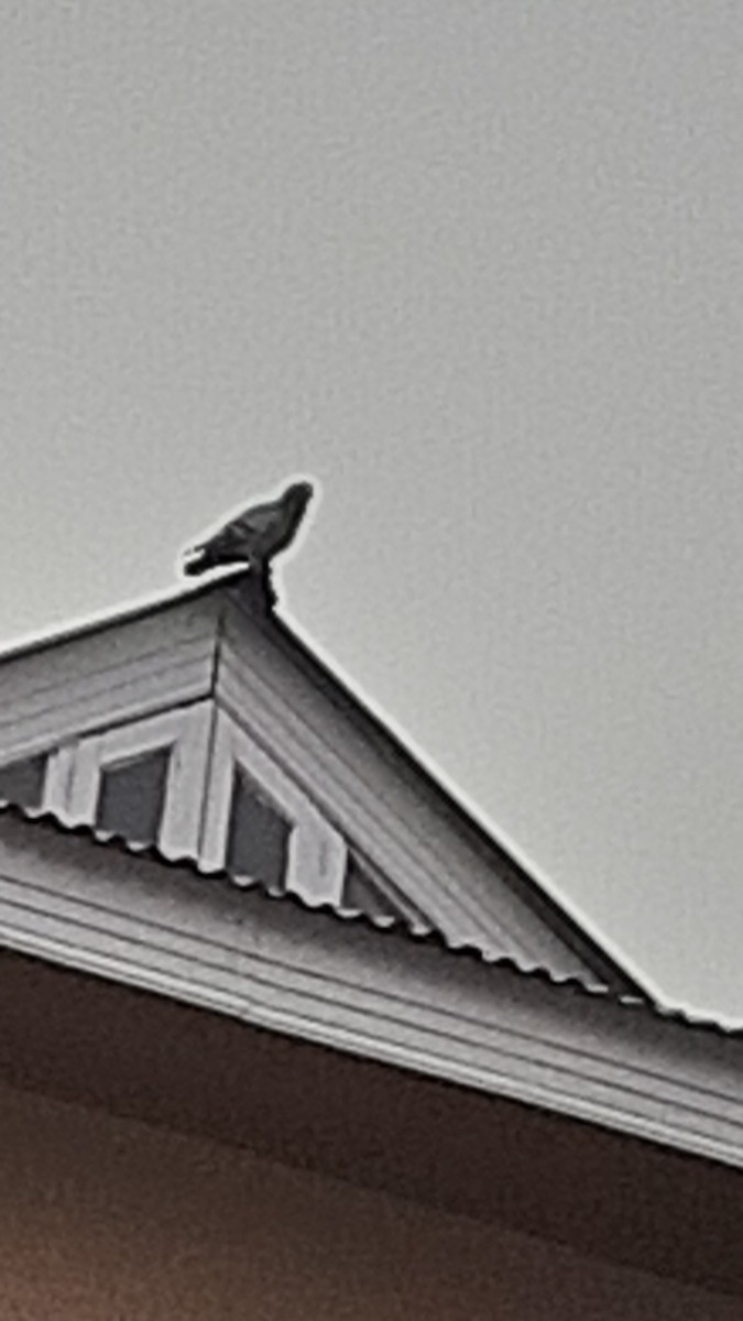 Голуб сизий (міський) - ML647170314