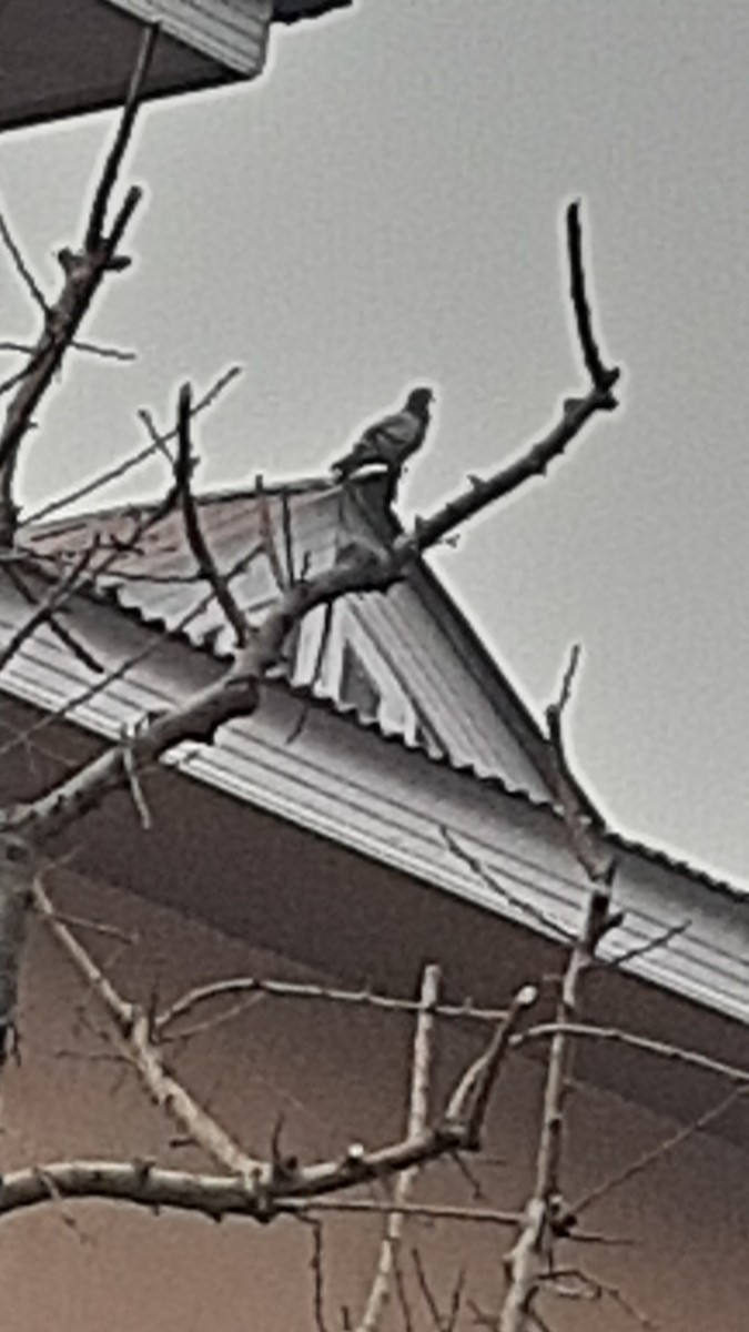 Голуб сизий (міський) - ML647170315